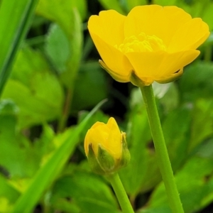 Ranunculus repens at Bombala, NSW - 22 Oct 2022