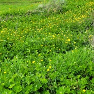 Ranunculus repens at Bombala, NSW - 22 Oct 2022