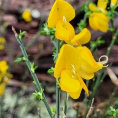 Cytisus scoparius subsp. scoparius (Scotch Broom, Broom, English Broom) at Bombala, NSW - 22 Oct 2022 by trevorpreston