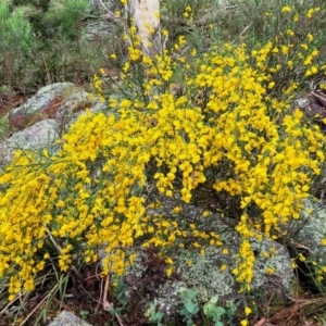 Cytisus scoparius subsp. scoparius at Bombala, NSW - 22 Oct 2022