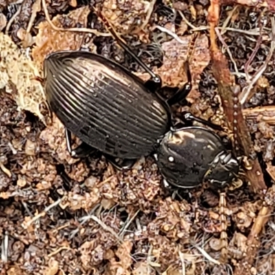 Adelium sp. (genus) (Adelium darkling beetle) at Bombala, NSW - 22 Oct 2022 by trevorpreston