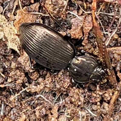 Adelium sp. (genus) (Adelium darkling beetle) at Bombala, NSW - 21 Oct 2022 by trevorpreston