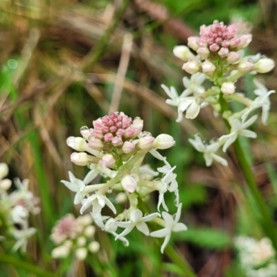 Stackhousia monogyna (Creamy Candles) at Bombala, NSW - 22 Oct 2022 by trevorpreston