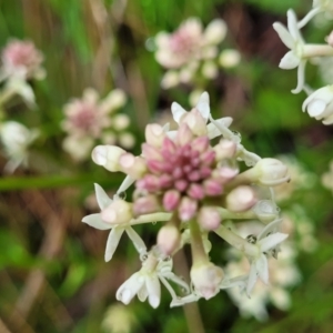 Stackhousia monogyna at Bombala, NSW - 22 Oct 2022