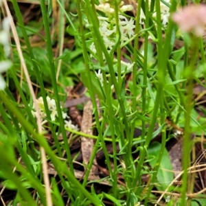 Stackhousia monogyna at Bombala, NSW - 22 Oct 2022