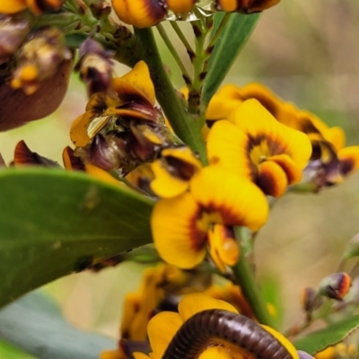 Daviesia mimosoides subsp. mimosoides at Bombala, NSW - 22 Oct 2022 by trevorpreston