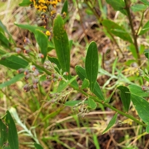 Daviesia mimosoides subsp. mimosoides at Bombala, NSW - 22 Oct 2022 09:42 AM