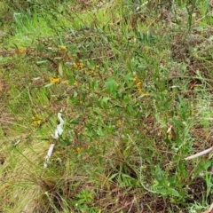 Daviesia mimosoides subsp. mimosoides at Bombala, NSW - 22 Oct 2022 09:42 AM