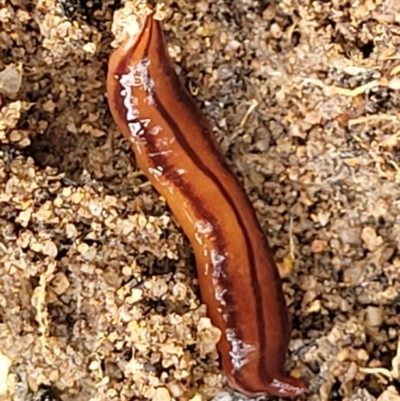 Anzoplana trilineata (A Flatworm) at Bombala, NSW - 22 Oct 2022 by trevorpreston