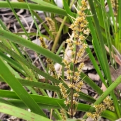 Lomandra longifolia (Spiny-headed Mat-rush, Honey Reed) at Bombala, NSW - 21 Oct 2022 by trevorpreston