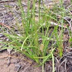 Lomandra longifolia at Bombala, NSW - 22 Oct 2022