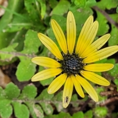 Arctotheca calendula (Capeweed, Cape Dandelion) at Endeavour Reserve (Bombala) - 21 Oct 2022 by trevorpreston