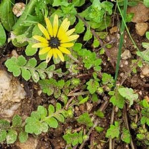 Arctotheca calendula at Bombala, NSW - 22 Oct 2022