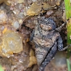 Tetrigidae (family) (Pygmy grasshopper) at Bombala, NSW - 21 Oct 2022 by trevorpreston