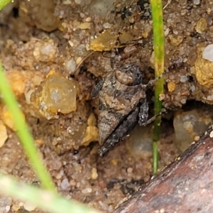 Tetrigidae (family) at Bombala, NSW - 22 Oct 2022 09:34 AM