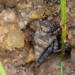 Tetrigidae (family) at Bombala, NSW - 22 Oct 2022 09:34 AM