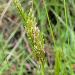 Anthoxanthum odoratum (Sweet Vernal Grass) at Bombala, NSW - 22 Oct 2022 by trevorpreston