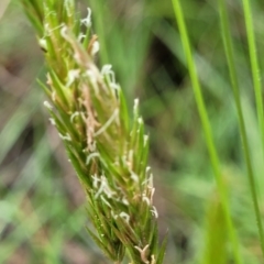 Anthoxanthum odoratum at Bombala, NSW - 22 Oct 2022