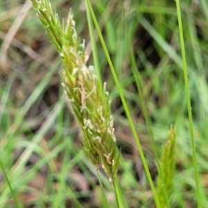 Anthoxanthum odoratum at Bombala, NSW - 22 Oct 2022