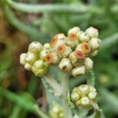 Pseudognaphalium luteoalbum (Jersey Cudweed) at Bombala, NSW - 21 Oct 2022 by trevorpreston