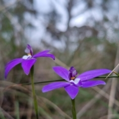Glossodia major (Wax Lip Orchid) at Bungendore, NSW - 22 Oct 2022 by clarehoneydove