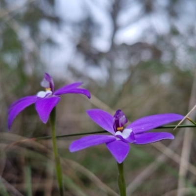 Glossodia major (Wax Lip Orchid) at Bungendore, NSW - 22 Oct 2022 by clarehoneydove