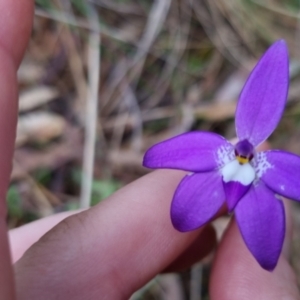 Glossodia major at Bungendore, NSW - 22 Oct 2022