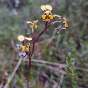 Diuris pardina at Bungendore, NSW - 22 Oct 2022