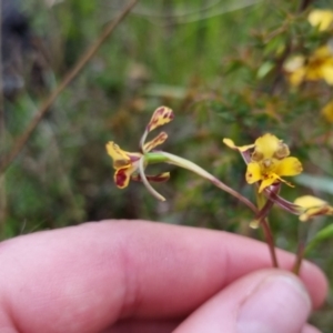 Diuris pardina at Bungendore, NSW - 22 Oct 2022