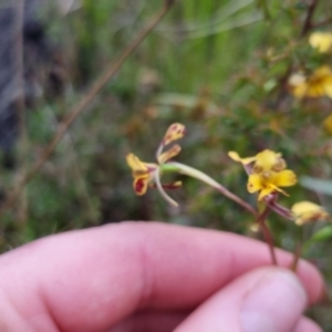 Diuris pardina at Bungendore, NSW - 22 Oct 2022