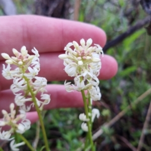 Stackhousia monogyna at Bungendore, NSW - 22 Oct 2022