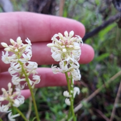 Stackhousia monogyna (Creamy Candles) at Bungendore, NSW - 22 Oct 2022 by clarehoneydove