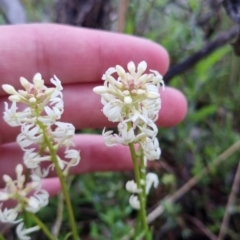 Stackhousia monogyna (Creamy Candles) at Bungendore, NSW - 22 Oct 2022 by clarehoneydove