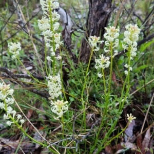 Stackhousia monogyna at Bungendore, NSW - 22 Oct 2022