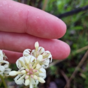 Stackhousia monogyna at Bungendore, NSW - 22 Oct 2022