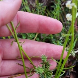 Stackhousia monogyna at Bungendore, NSW - 22 Oct 2022