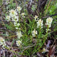 Stackhousia monogyna at Bungendore, NSW - 22 Oct 2022