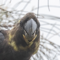 Calyptorhynchus lathami lathami (Glossy Black-Cockatoo) at Hackett, ACT - 22 Oct 2022 by rawshorty