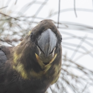 Calyptorhynchus lathami at Hackett, ACT - 22 Oct 2022