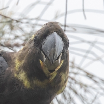 Calyptorhynchus lathami (Glossy Black-Cockatoo) at Hackett, ACT - 22 Oct 2022 by rawshorty