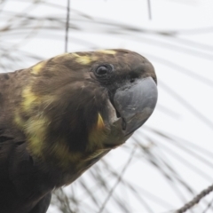 Calyptorhynchus lathami lathami at Hackett, ACT - 22 Oct 2022