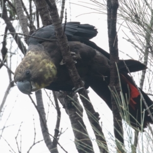 Calyptorhynchus lathami at Hackett, ACT - 22 Oct 2022