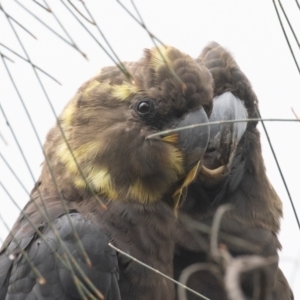 Calyptorhynchus lathami at Hackett, ACT - 22 Oct 2022