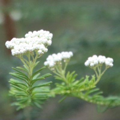 Ozothamnus diosmifolius (Rice Flower, White Dogwood, Sago Bush) at Mogo State Forest - 20 Oct 2022 by LisaH