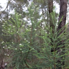 Ozothamnus diosmifolius at Moruya, NSW - suppressed