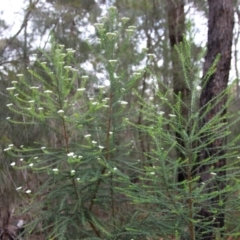 Ozothamnus diosmifolius at Moruya, NSW - 20 Oct 2022