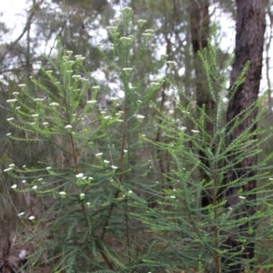 Ozothamnus diosmifolius at Moruya, NSW - suppressed