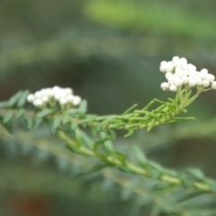 Ozothamnus diosmifolius at Moruya, NSW - suppressed