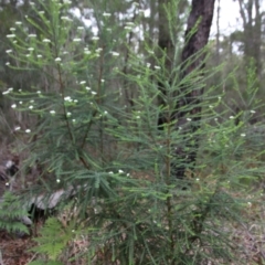 Ozothamnus diosmifolius at Moruya, NSW - suppressed