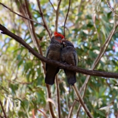 Callocephalon fimbriatum (Gang-gang Cockatoo) at Broulee Moruya Nature Observation Area - 21 Oct 2022 by LisaH